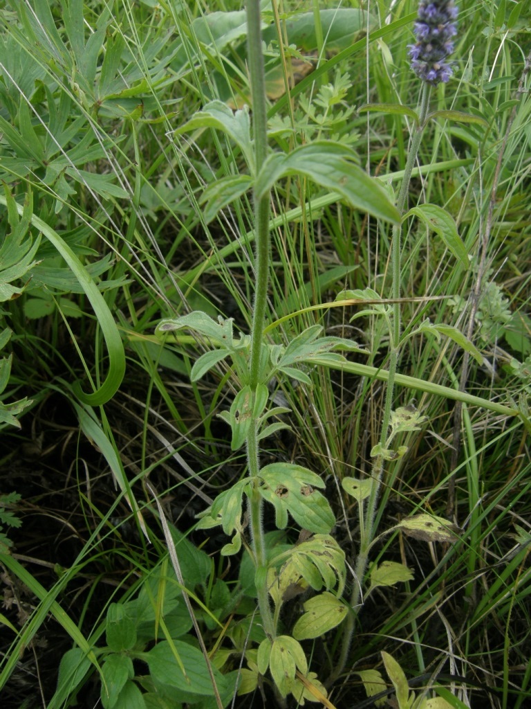 Image of Schizonepeta multifida specimen.