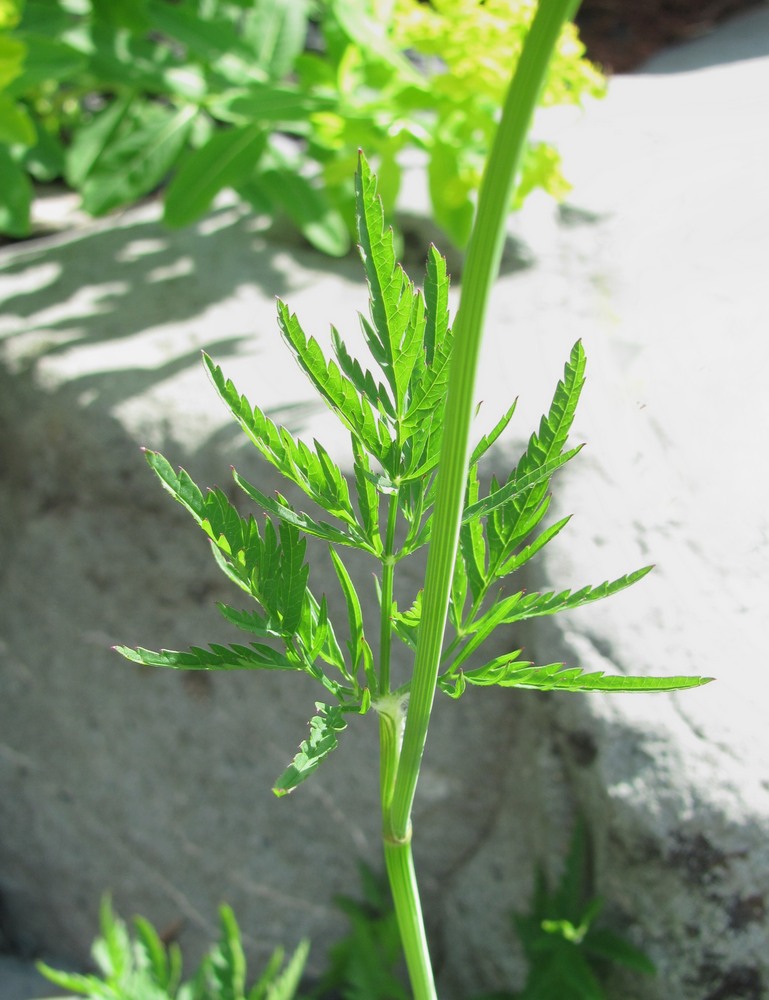 Image of Chaerophyllum rubellum specimen.