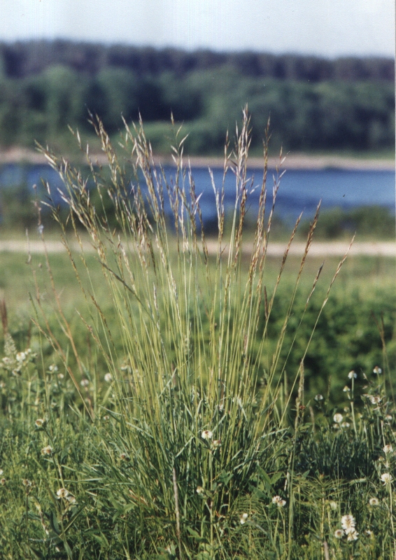 Image of Helictotrichon pratense specimen.