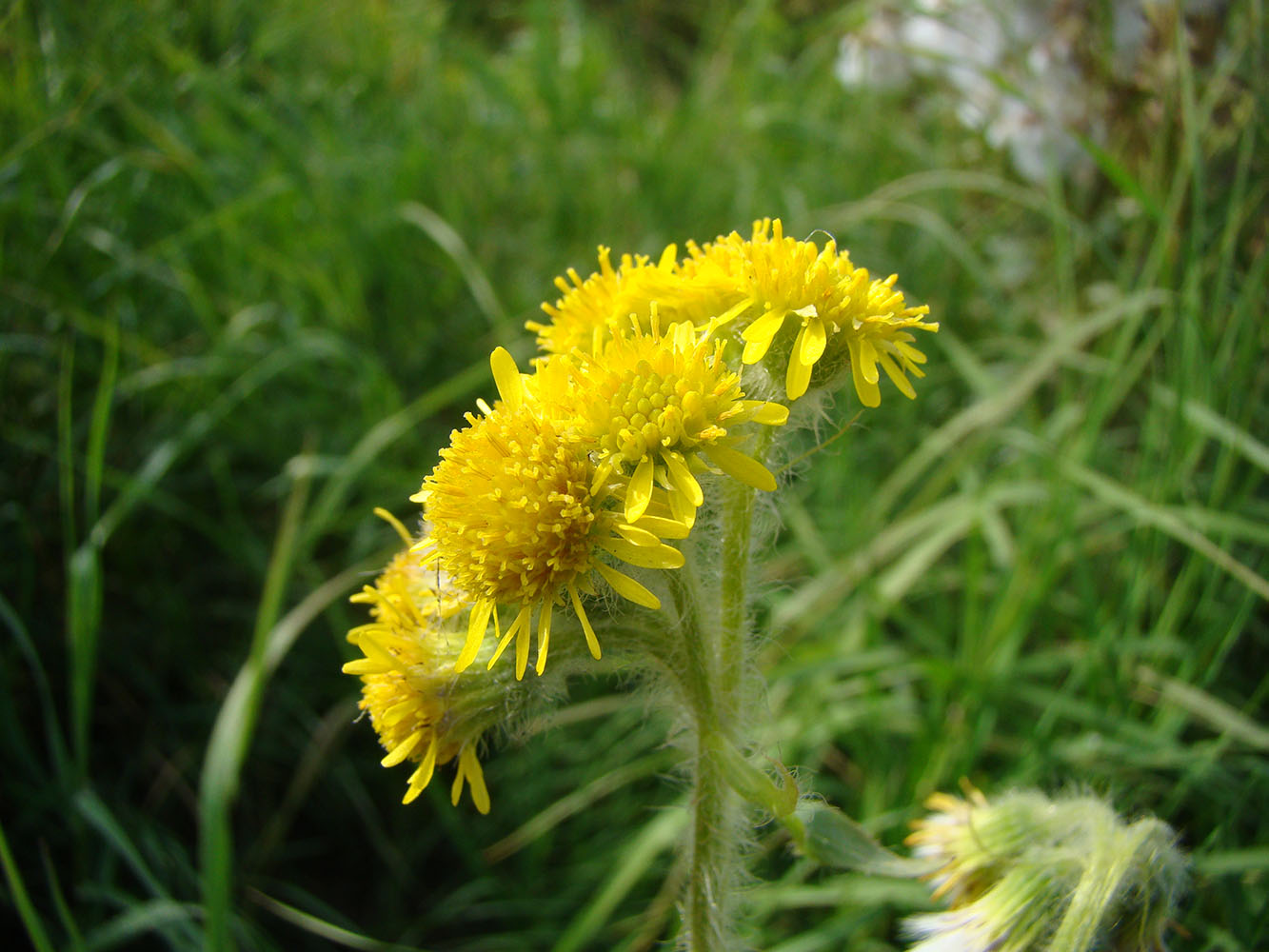 Изображение особи Tephroseris palustris.