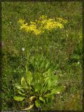 Senecio schwetzowii. Цветущее растение. Республика Татарстан, Нурлатский р-н. 13.06.2005.