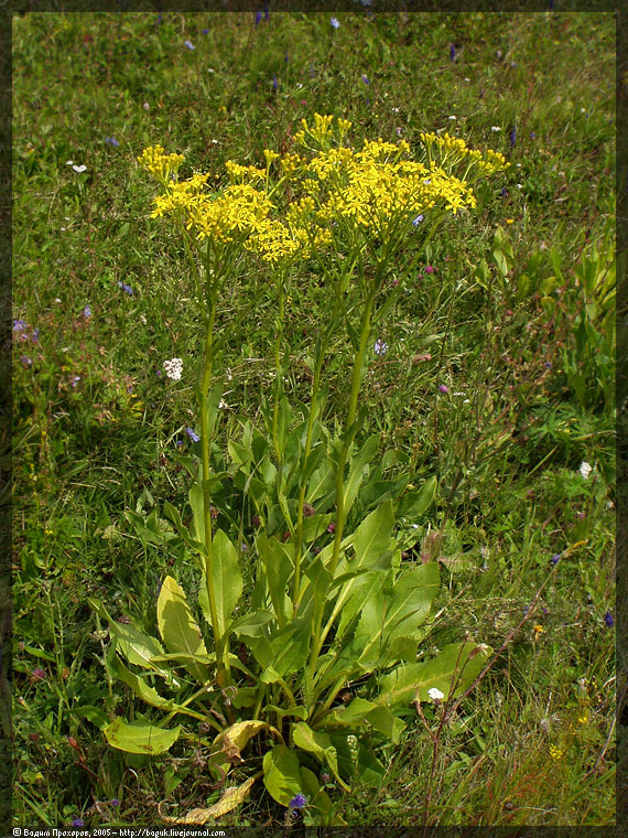 Image of Senecio schwetzowii specimen.