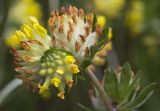 Anthyllis macrocephala