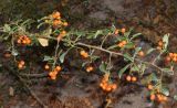 Pyracantha coccinea. Часть ветви с соплодиями. Узбекистан, г. Ташкент, пос. Улугбек, в культуре. 08.10.2016.