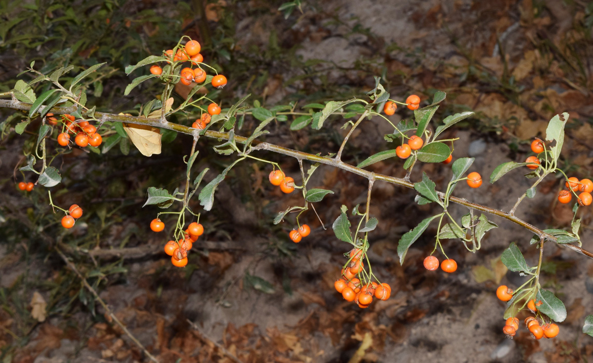 Image of Pyracantha coccinea specimen.