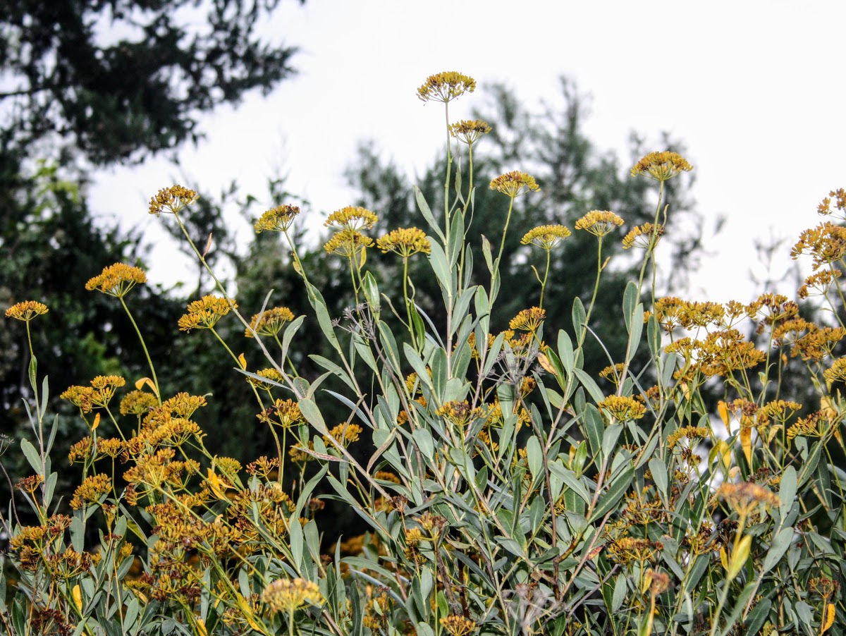 Изображение особи Bupleurum fruticosum.