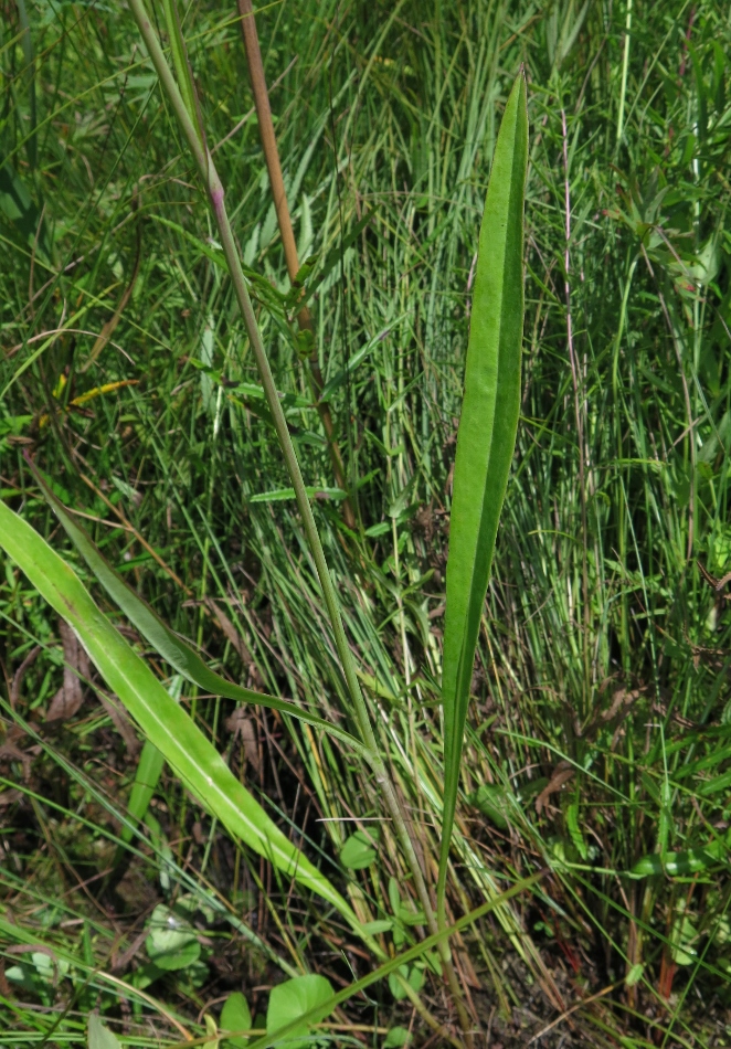 Image of Hieracium hololeion specimen.