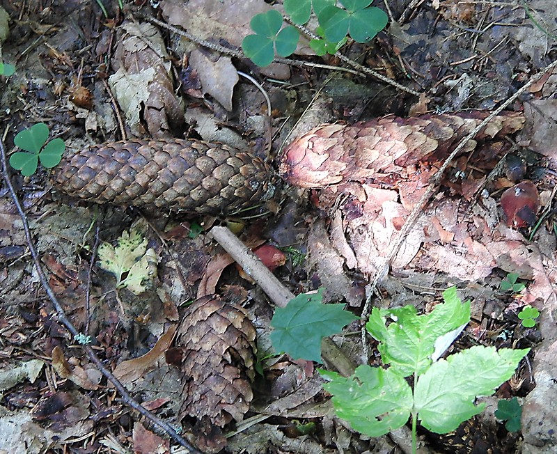 Image of Picea abies specimen.