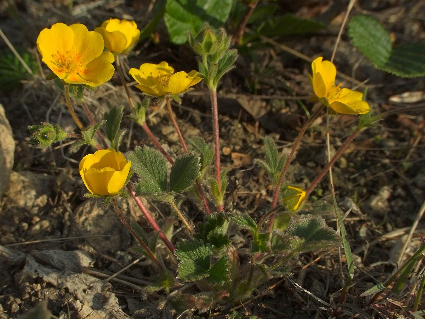 Изображение особи Potentilla fragiformis.