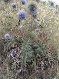 Echinops orientalis