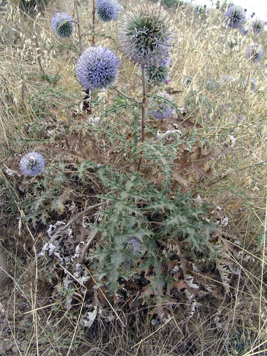 Изображение особи Echinops orientalis.