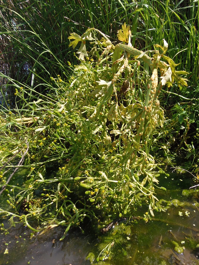 Image of Ranunculus sceleratus specimen.