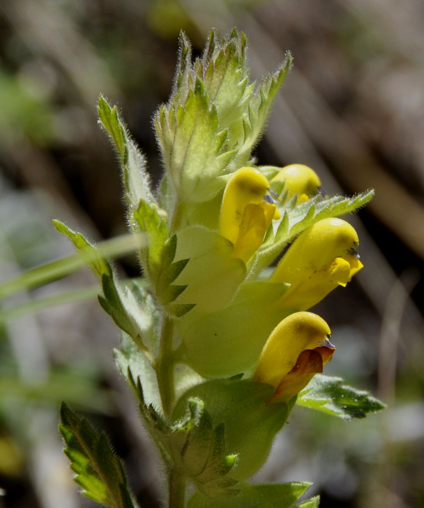 Image of Rhinanthus rumelicus specimen.