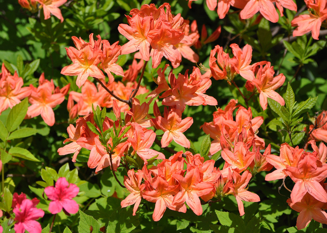 Image of Rhododendron molle ssp. japonicum specimen.