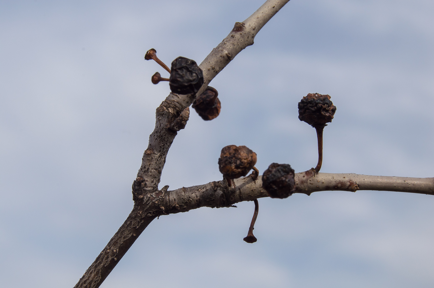 Image of Rhamnus cathartica specimen.