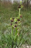 Ophrys mammosa. Цветущие растения. Крым, Ленинский р-н, окр. г. Щелкино, луг-пастбище на умеренно засоленных песках. 7 мая 2017 г.