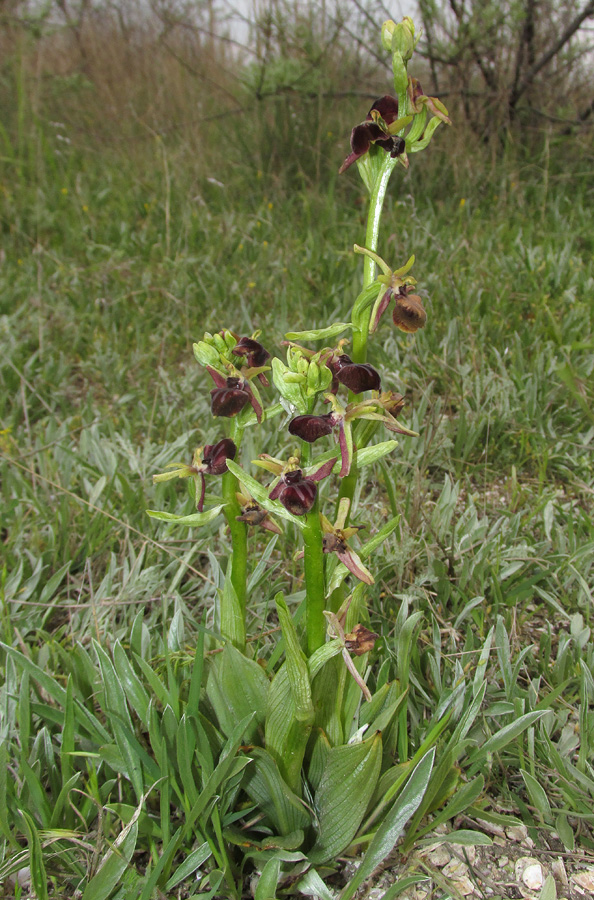 Image of Ophrys mammosa specimen.