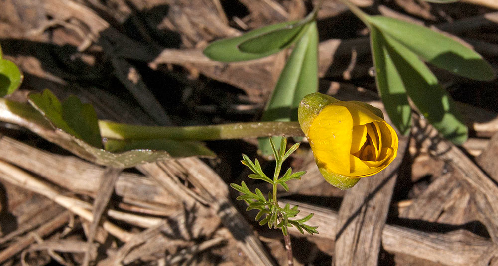 Image of Ficaria verna specimen.