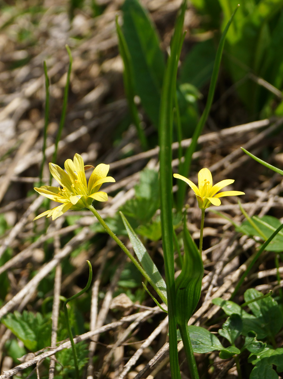 Image of genus Gagea specimen.