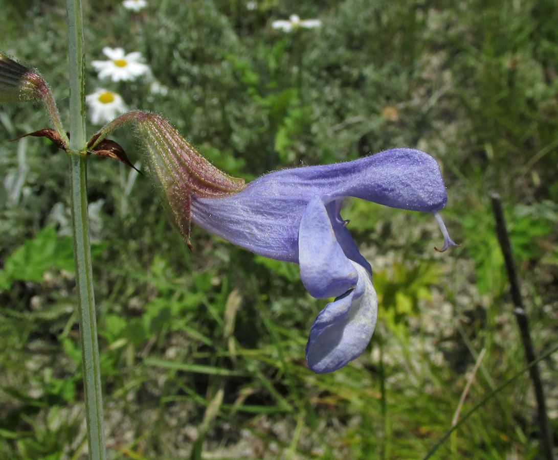 Изображение особи Salvia ringens.