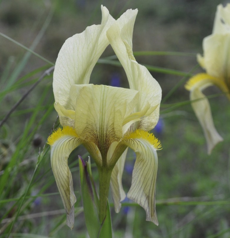 Image of Iris reichenbachii specimen.