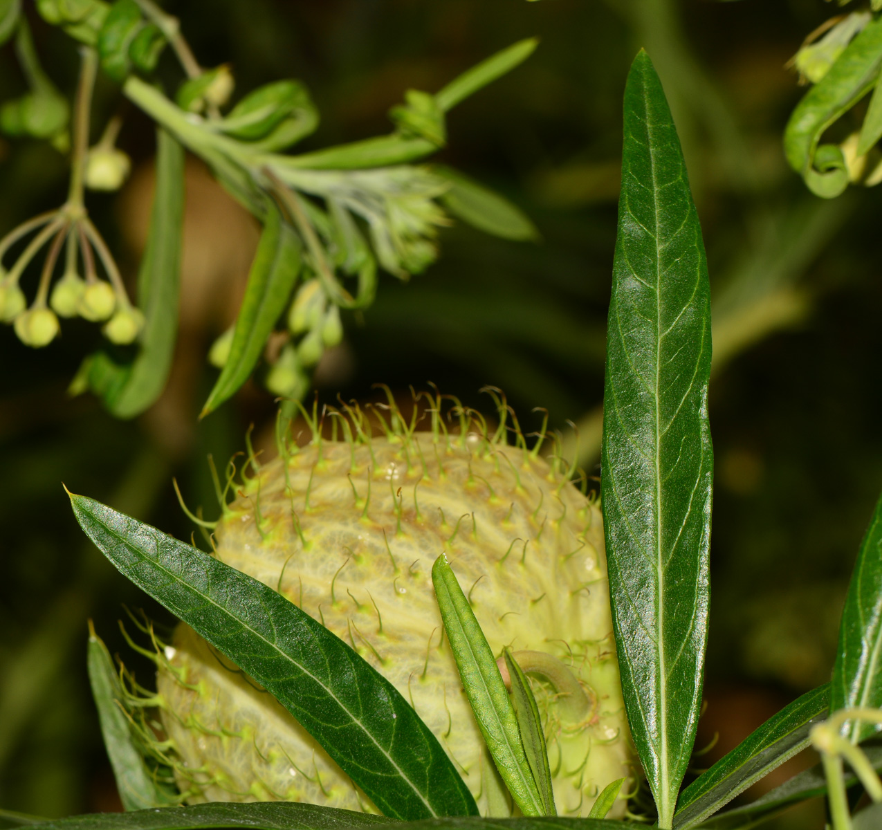 Image of Gomphocarpus physocarpus specimen.