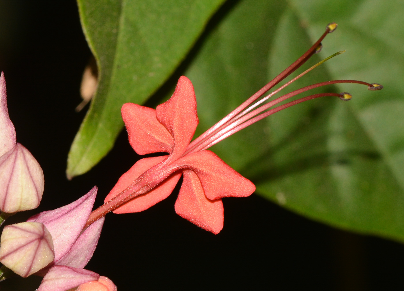 Изображение особи Clerodendrum splendens.