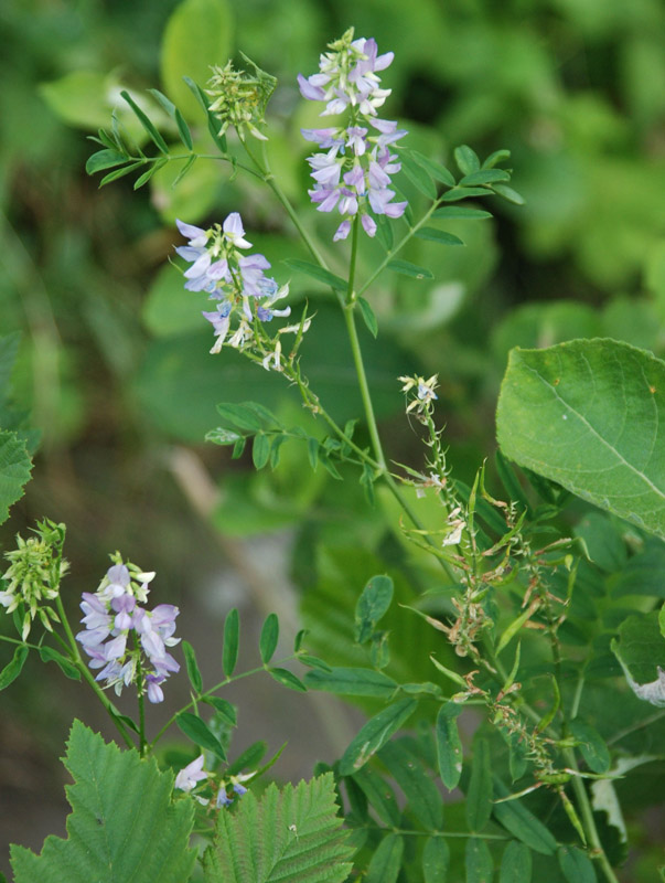 Изображение особи Galega officinalis.