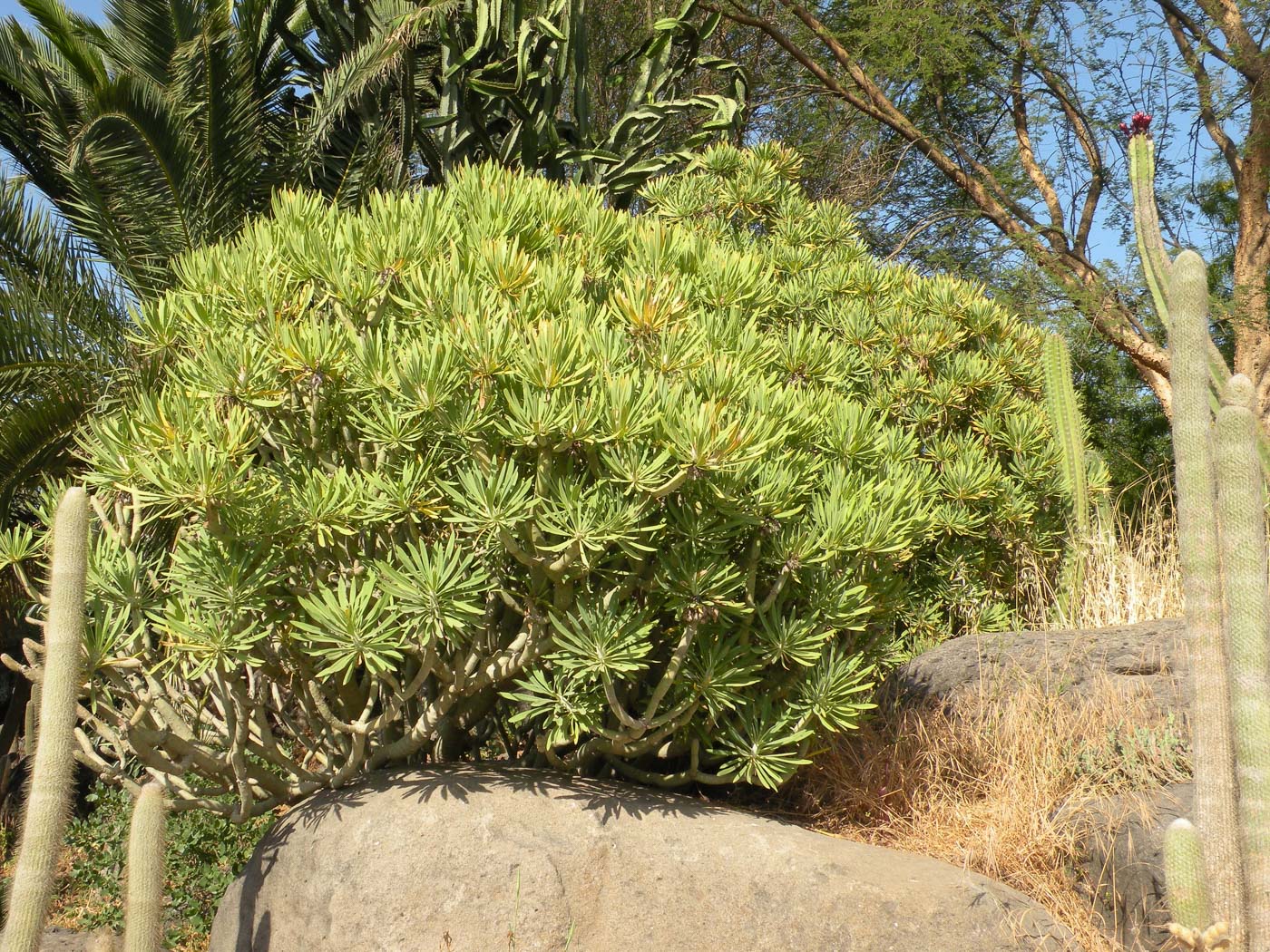 Изображение особи Kleinia neriifolia.