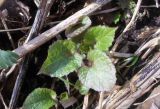 Stachys sylvatica