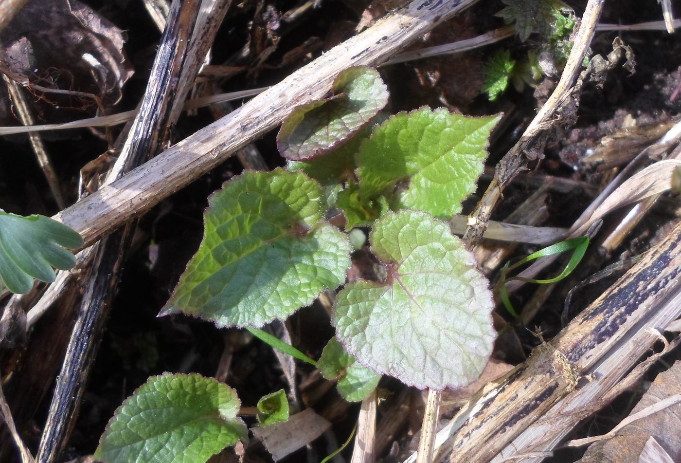 Image of Stachys sylvatica specimen.