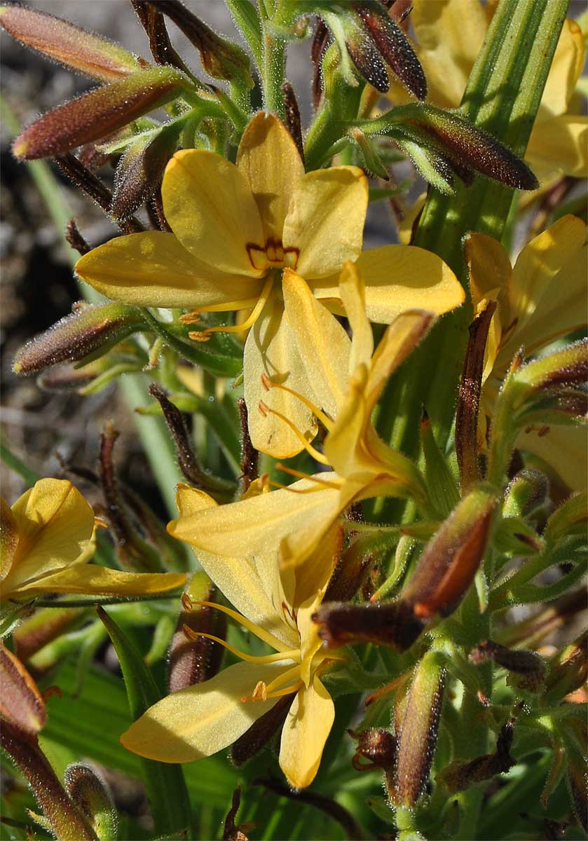 Изображение особи Wachendorfia paniculata.