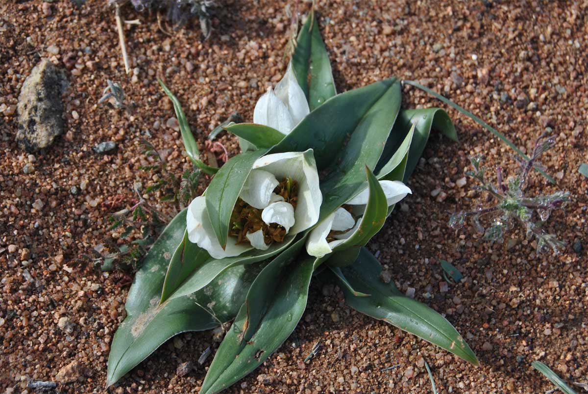 Image of Androcymbium ciliolatum specimen.