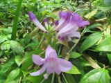 Mansoa alliacea