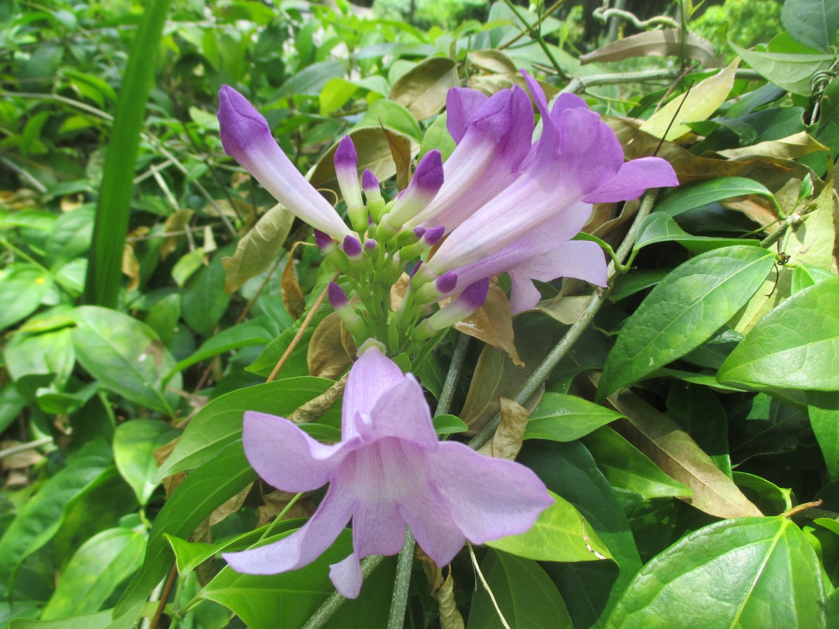 Изображение особи Mansoa alliacea.