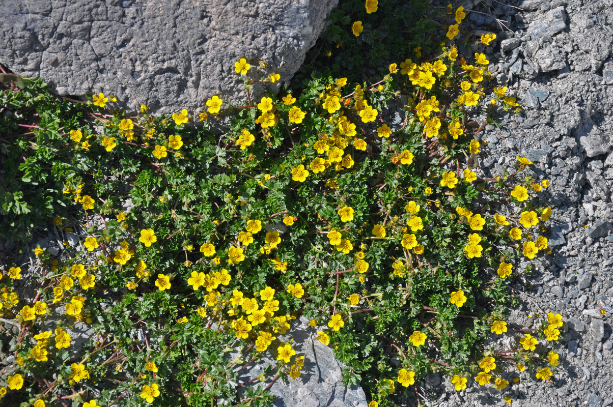 Image of genus Potentilla specimen.