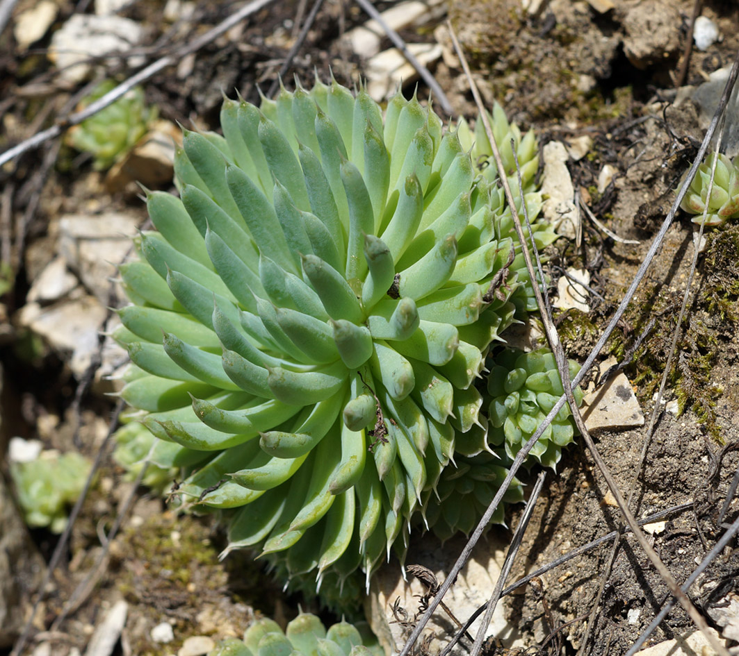 Изображение особи Orostachys spinosa.