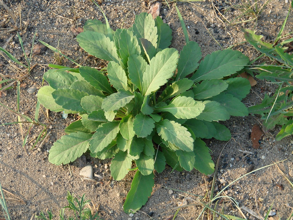 Image of Scabiosa ochroleuca specimen.