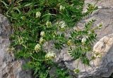 Astragalus freynii. Цветущее растение. Адыгея, Фишт-Оштеновский массив, перевал Армянский, ≈ 1800 м н.у.м., каменистый склон. 04.07.2017.