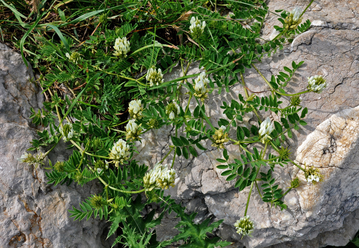 Image of Astragalus freynii specimen.