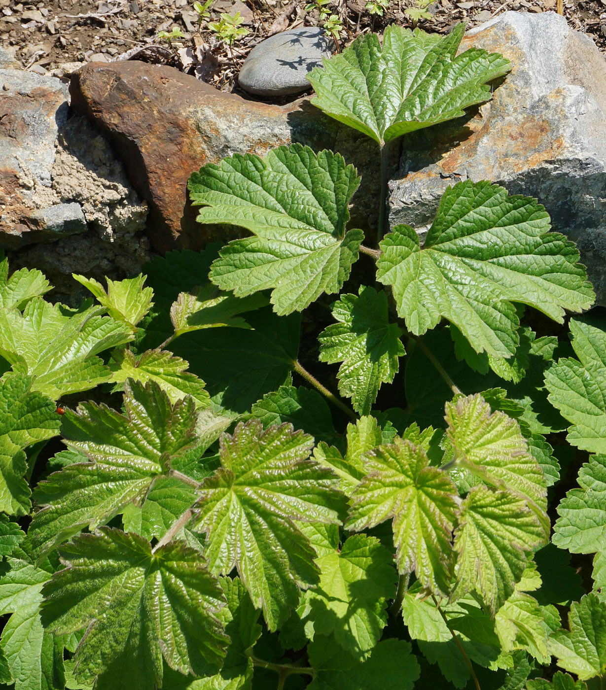 Image of Anemone hupehensis specimen.