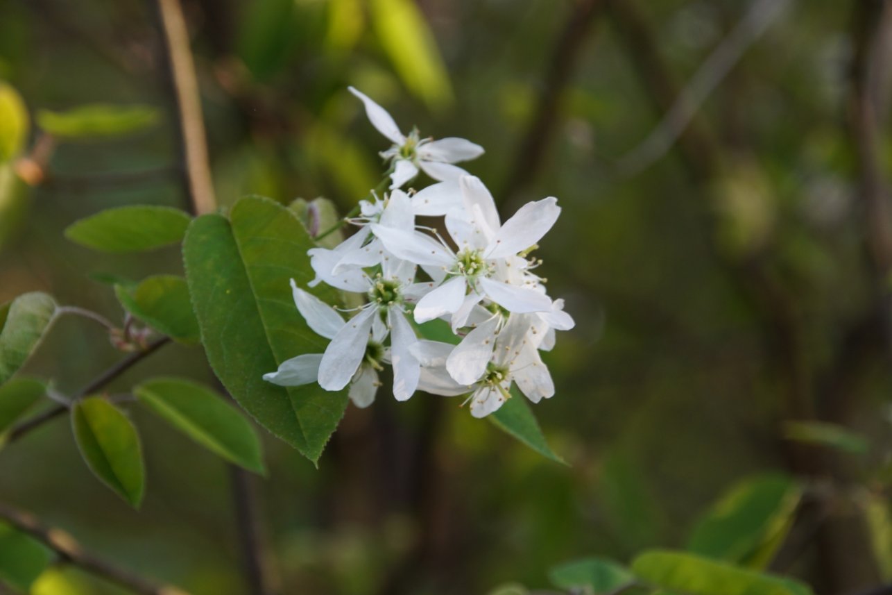 Image of genus Amelanchier specimen.