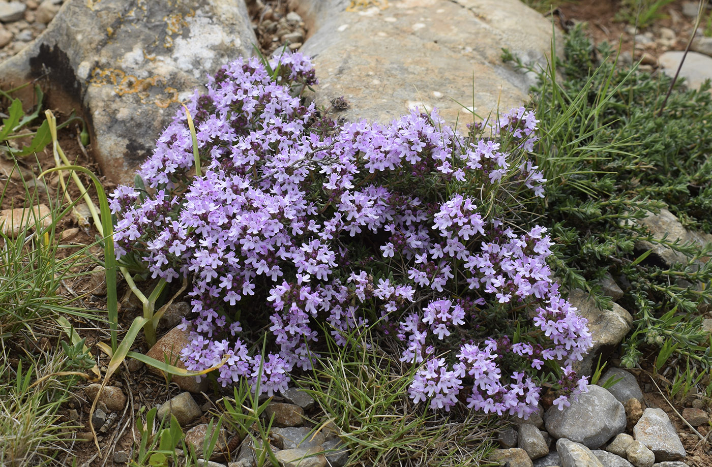 Изображение особи Thymus vulgaris.