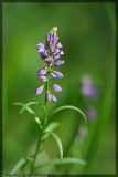 Polygala vulgaris. Верхняя часть цветущего растения. Республика Татарстан, г. Казань, памятник природы \"Немецкая Швейцария\", 27.05.2007.