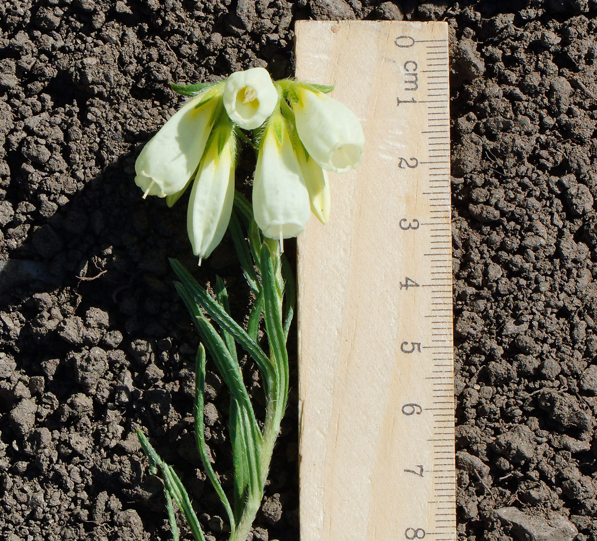 Image of Onosma simplicissima specimen.