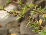 Thymus guberlinensis