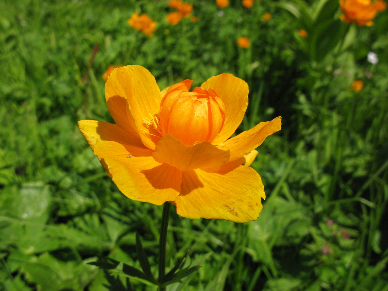 Image of Trollius kolonok specimen.