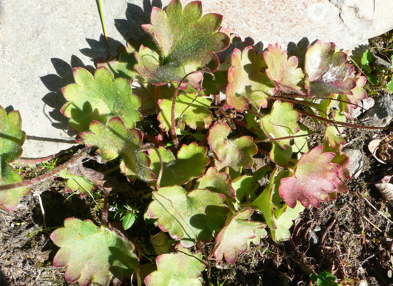 Image of Micranthes nelsoniana specimen.