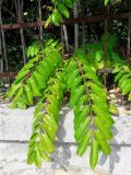 Ailanthus altissima