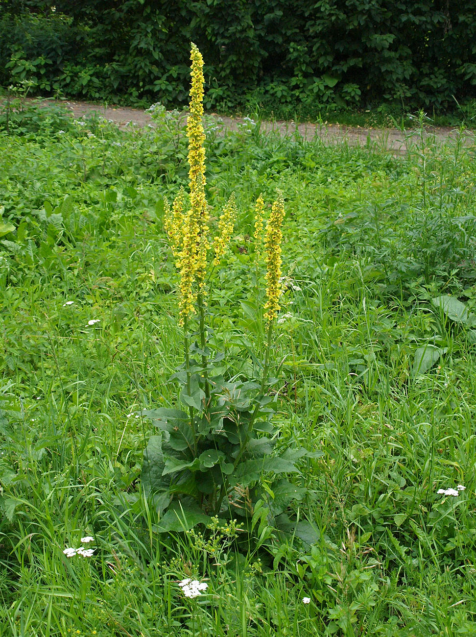 Image of Verbascum nigrum specimen.